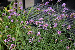 Lollipop Verbena (Verbena bonariensis 'Lollipop') at Lakeshore Garden Centres