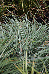 Blue Zinger Blue Sedge (Carex flacca 'Blue Zinger') at Lakeshore Garden Centres