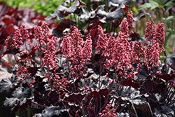 Timeless Night Coral Bells (Heuchera 'Timeless Night') at Lakeshore Garden Centres