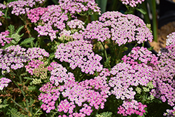 Pink Grapefruit Yarrow (Achillea 'Pink Grapefruit') at Lakeshore Garden Centres