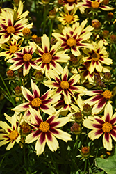 Starlight Tickseed (Coreopsis 'Starlight') at Lakeshore Garden Centres