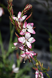 Rosy Jane Gaura (Gaura lindheimeri 'Rosy Jane') at Lakeshore Garden Centres
