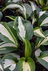 Raspberry Sundae Hosta (Hosta 'Raspberry Sundae') at Lakeshore Garden Centres