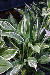 Snake Eyes Hosta (Hosta 'Snake Eyes') at Lakeshore Garden Centres