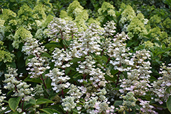 Torch Hydrangea (Hydrangea paniculata 'HPOPR018') at Lakeshore Garden Centres