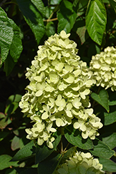 Dragon baby Hydrangea (Hydrangea paniculata 'HYLV17522') at Lakeshore Garden Centres