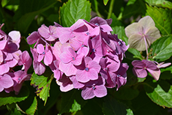 Froggie Hydrangea (Hydrangea macrophylla 'COF HM2') at Lakeshore Garden Centres