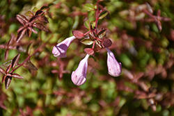 Pinky Bells Abelia (Abelia x grandiflora 'Lynn') at Lakeshore Garden Centres