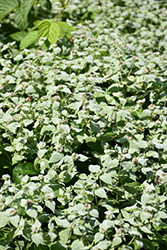 Short Toothed Mountain Mint (Pycnanthemum muticum) at Lakeshore Garden Centres