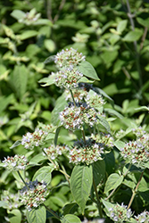Short Toothed Mountain Mint (Pycnanthemum muticum) at Lakeshore Garden Centres
