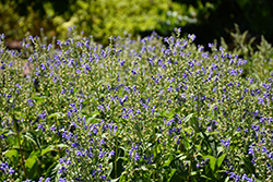 Hoary Skullcap (Scutellaria incana) at Lakeshore Garden Centres