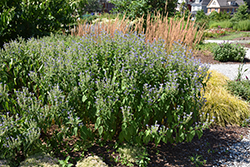 Hoary Skullcap (Scutellaria incana) at Lakeshore Garden Centres