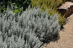GardenGhost Artemisia (Artemisia 'GardenGhost') at Lakeshore Garden Centres