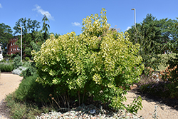 Winecraft Gold Smokebush (Cotinus coggygria 'MINCOJAU3') at Lakeshore Garden Centres