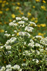 Appalachian Mountain Mint (Pycnanthemum flexuosum) at Lakeshore Garden Centres