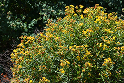 Sunny Boulevard St. John's Wort (Hypericum 'Deppe') at Lakeshore Garden Centres