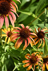 Fiery Meadow Mama Coneflower (Echinacea 'Fiery Meadow Mama') at Lakeshore Garden Centres