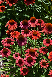 Summersong Firefinch Coneflower (Echinacea 'Firefinch') at Lakeshore Garden Centres