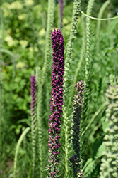 Prairie Blazing Star (Liatris pycnostachya) at Lakeshore Garden Centres