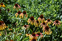 Fiery Meadow Mama Coneflower (Echinacea 'Fiery Meadow Mama') at Lakeshore Garden Centres