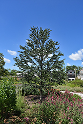 Red Fox Katsura Tree (Cercidiphyllum japonicum 'Rotfuchs') at Lakeshore Garden Centres