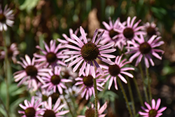 Rocky Top Coneflower (Echinacea tennesseensis 'Rocky Top') at Lakeshore Garden Centres