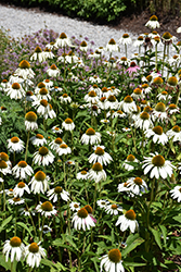 White Swan Coneflower (Echinacea purpurea 'White Swan') at Lakeshore Garden Centres