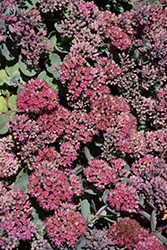 Popstar Stonecrop (Sedum 'Popstar') at Lakeshore Garden Centres
