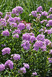 Luminary Opalescence Garden Phlox (Phlox paniculata 'Opalescence') at Lakeshore Garden Centres