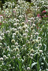Rattlesnake Master (Eryngium yuccifolium) at Lakeshore Garden Centres