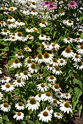 Fragrant Angel White Coneflower (Echinacea purpurea 'Fragrant Angel') at Lakeshore Garden Centres