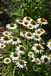 Fragrant Angel White Coneflower (Echinacea purpurea 'Fragrant Angel') at Lakeshore Garden Centres