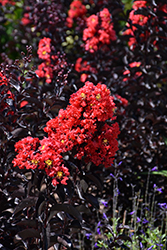 Center Stage Red Crapemyrtle (Lagerstroemia indica 'SMNLCIBF') at Lakeshore Garden Centres