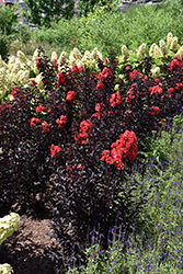 Center Stage Red Crapemyrtle (Lagerstroemia indica 'SMNLCIBF') at Lakeshore Garden Centres
