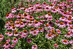 Ruby Star Coneflower (Echinacea purpurea 'Rubinstern') at Lakeshore Garden Centres