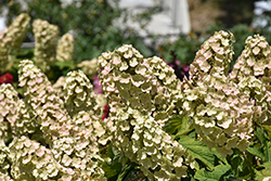 Gatsby Gal Hydrangea (Hydrangea quercifolia 'Brenhill') at Lakeshore Garden Centres