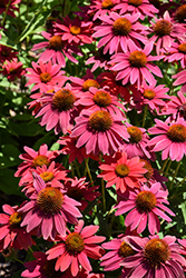 Sombrero Tres Amigos Coneflower (Echinacea 'Balsomtresgo') at Lakeshore Garden Centres