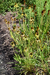 Yellow Coneflower (Echinacea paradoxa) at Lakeshore Garden Centres