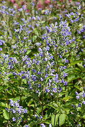 Hoary Skullcap (Scutellaria incana) at Lakeshore Garden Centres