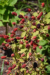 Baby Cakes Blackberry (Rubus 'APF-236T') at Lakeshore Garden Centres