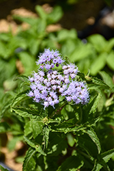 Blue Mistflower (Conoclinium coelestinum) at Lakeshore Garden Centres