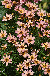 Nova Sunstone Tickseed (Coreopsis 'Sunstone') at Lakeshore Garden Centres