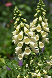 Arctic Fox Lemon Cream Foxglove (Digitalis 'Arctic Fox Lemon Cream') at Lakeshore Garden Centres