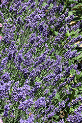 SuperBlue Lavender (Lavandula angustifolia 'SuperBlue') at Lakeshore Garden Centres