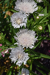 Totally Stoked Whitecaps Aster (Stokesia laevis 'Whitecaps') at Lakeshore Garden Centres