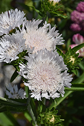 Totally Stoked Whitecaps Aster (Stokesia laevis 'Whitecaps') at Lakeshore Garden Centres