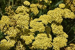 Firefly Sunshine Yarrow (Achillea 'Firefly Sunshine') at Lakeshore Garden Centres