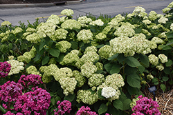 Invincibelle Sublime Smooth Hydrangea (Hydrangea arborescens 'SMNHRL') at Lakeshore Garden Centres