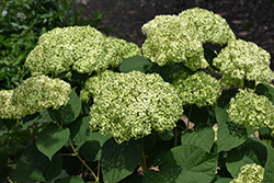 Invincibelle Sublime Smooth Hydrangea (Hydrangea arborescens 'SMNHRL') at Lakeshore Garden Centres