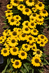 Sombrero Poco Yellow Coneflower (Echinacea 'Balsompocel') at Lakeshore Garden Centres